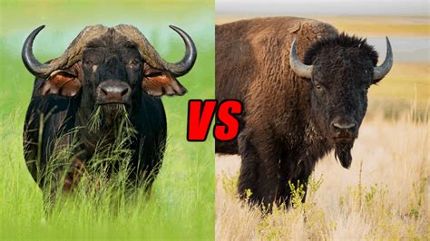 bison vs yak who would win|CAPE BUFFALO VS AMERICAN BISON .